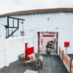 Fotos @Azpeitiatoros